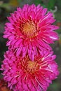 Two large pink chrysanthemums blooming in autumn Royalty Free Stock Photo