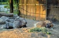 two large porcupine feeding at the zoo Royalty Free Stock Photo