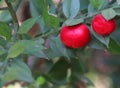 two large red berries of the butcher s broom with sharp-tipped l