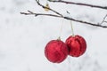 Two large red Christmas balls with decoration on a tree branch on a white snow background Royalty Free Stock Photo