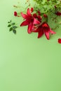 Two large red lilies with red roses on green background Royalty Free Stock Photo