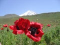 Two large red poppies on the background of the spring steppe, blue sky and snow-covered volcano Damavand in Iran. June 2007. Royalty Free Stock Photo