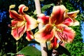 Two large red and yellow flowers of Lilium or Lily plant in a British cottage style garden in a sunny summer day, beautiful Royalty Free Stock Photo