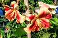 Two large red and yellow flowers of Lilium or Lily plant in a British cottage style garden in a sunny summer day, beautiful Royalty Free Stock Photo