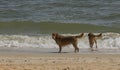 Two Retriever Dogs Playing on the Beach Royalty Free Stock Photo