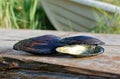 Two large river mussels on the pier