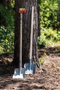 Two large shovels stand by the tree Royalty Free Stock Photo