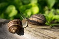 Two large snails on wooden log Royalty Free Stock Photo