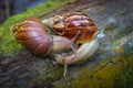 Two large Snails (Achatina Fulica) crawling on dead wood in the backyard garden