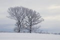 Two large snow-covered trees in the field in December