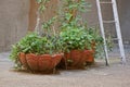 Two large stone brown vases with decorative green vegetation on gray asphalt against the wall with a ladder Royalty Free Stock Photo