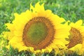 Two large sunflower on a green lawn with grass Royalty Free Stock Photo