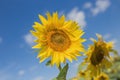 Two large sunflowers on a close-up field against a blue sky background Royalty Free Stock Photo