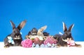 Two large and three small rabbits sitting beside Easter basket Royalty Free Stock Photo