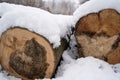 Two large tree trunks sawed off and lying on the forest floor covered with snow Royalty Free Stock Photo