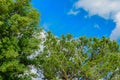 Two large trees at a park