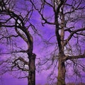 Two large trees in winter Royalty Free Stock Photo