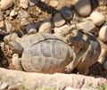 two large turtles while they mate Royalty Free Stock Photo