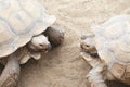 Two large turtles in the mating season Royalty Free Stock Photo