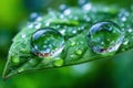 Two Large Water Droplets on a Green Leaf Royalty Free Stock Photo