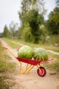 Two large watermelons on the garden cart. Harvest in the countryside. Watermelons in the village