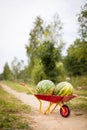 Two large watermelons on the garden cart. Harvest in the countryside. Watermelons in the village