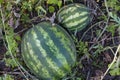 Two large watermelons grow in the garden Royalty Free Stock Photo