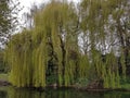 Weeping Willow trees by a suffolk river Royalty Free Stock Photo