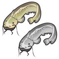 Two large well-fed and fatty whiskered catfish Royalty Free Stock Photo