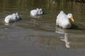 Two large white Aylesbury Pekin ducks with head below surface se