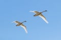 Two large white mute swans Cygnus olor fly overhead against a blue sky Royalty Free Stock Photo