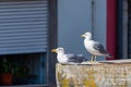 Two large white sea gulls on the background of a red tiled roof in the city of Porto. Portugal