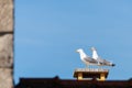 Two large white sea gulls on the background of a red tiled roof in the city of Porto. Portugal