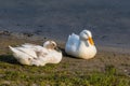 Two large wild bright white ducks on a sandy shore. Bright orange beak. Wildlife. A rare genetic mutation. Royalty Free Stock Photo