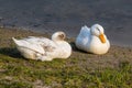 Two large wild bright white ducks on a sandy shore. Bright orange beak. Wildlife. A rare genetic mutation. Royalty Free Stock Photo