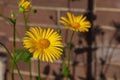 Two large yellow daisies grow against a brick wall background Royalty Free Stock Photo