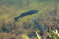 Two Largemouth Bass swimming in a pond Royalty Free Stock Photo