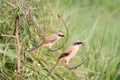 Two larks Royalty Free Stock Photo