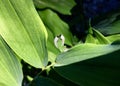 Two larvae of the leaf wasp on salomon`s seal plant