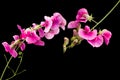 Two Lathyrus sweet pea twigs