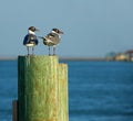 Two laughing gulls by sea