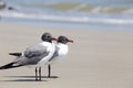 Two laughing gulls on the seashore by the Atlantic Ocean