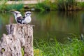 Two laughing kookaburras Royalty Free Stock Photo