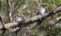 Two Laughing Kookaburras Dacelo novaeguineae on a branch Royalty Free Stock Photo