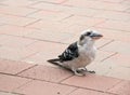 The two laughing kookaburras is resting on the ground Royalty Free Stock Photo