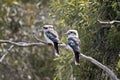 The two laughing kookaburras are resting on a tree branch Royalty Free Stock Photo