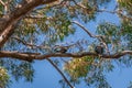 Two Laughing kookaburras sitting on the branch of a gum tree Royalty Free Stock Photo