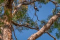 Two Laughing kookaburras sitting on branch of gum tree Royalty Free Stock Photo