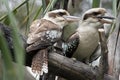 Two laughing kookaburras Royalty Free Stock Photo