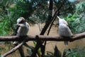 Two Lauhing Kookaburra Birds on a Tree Branch Royalty Free Stock Photo